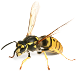 Tempe Bee Removal - Buzz Tech Pest Control