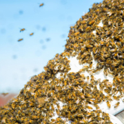 image of bee swarm