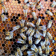 image of bee hive
