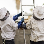image of bee removal specialists in the process of removing bees
