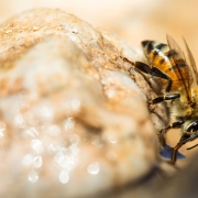 image of africanized honey bee in Arizona
