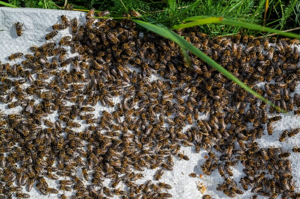 bees infestation needing residential bee removal services