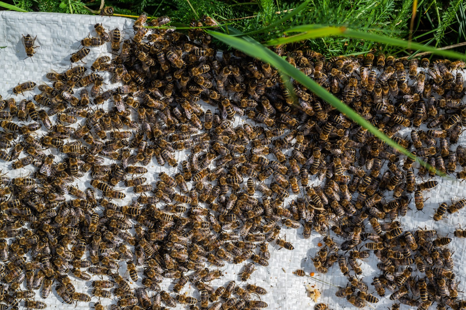 bees infestation needing residential bee removal services