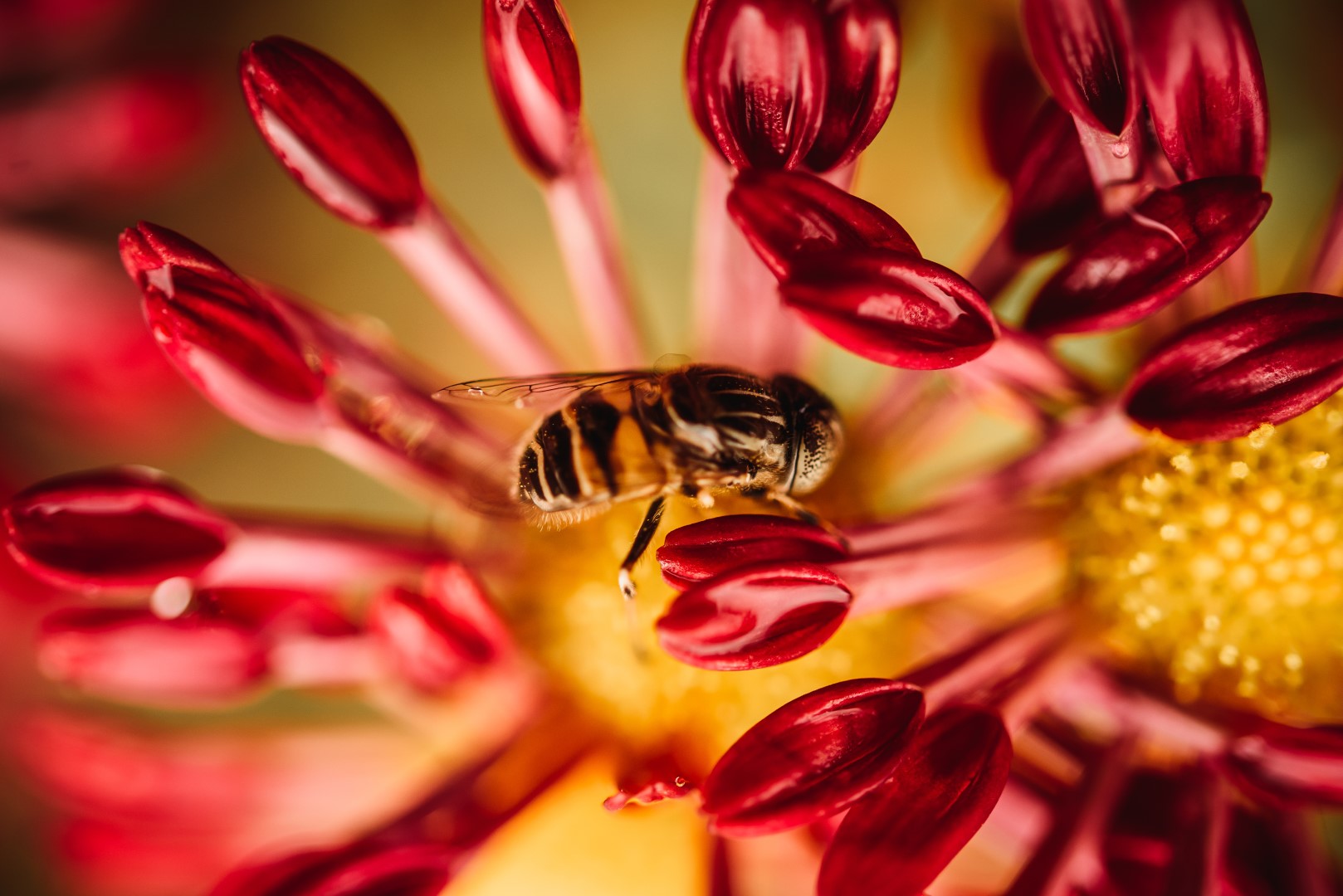 image of bee on flower showing bee behavior seasonally