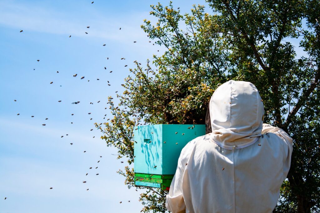 image of someone relocating bees to stress ecological impact of bees